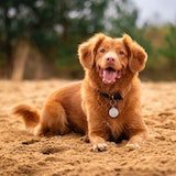 sitting happy dog pic