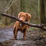 dog holding stick in mouth pic